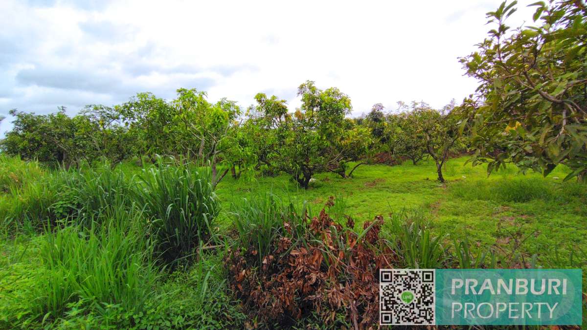 Organic Farm & Orchard with partly built house, lots of potential 