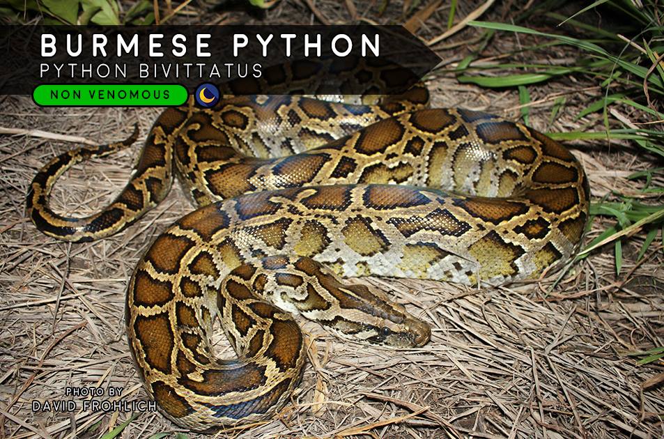 19059729_2308497992709586_741944842274865531_n Which snakes live in the Hua Hin area of Thailand? Which are dangerous, which aren't?